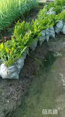 高度45厘米梭鱼草