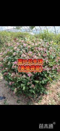 高度15厘米忍冬