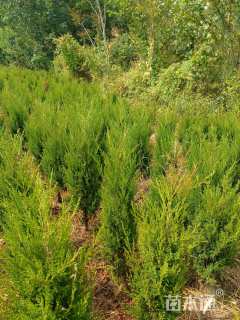 高度170厘米蜀桧