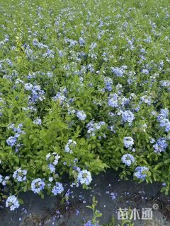 高度35厘米蓝雪花