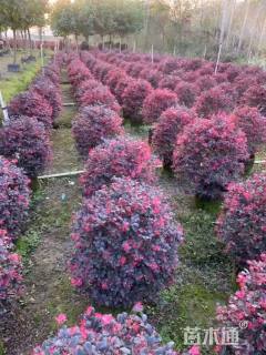 冠幅80厘米红花继木球