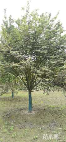 16公分鸡爪槭