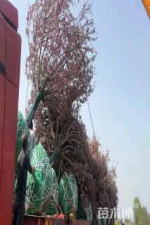 18公分日本晚樱