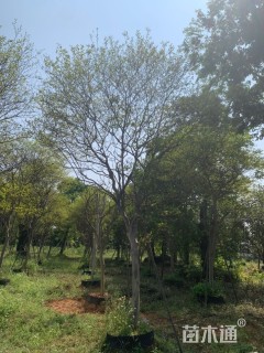 15公分小叶紫薇