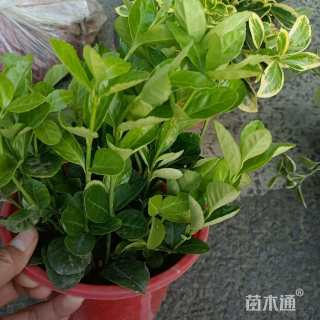 高度5厘米大叶黄杨