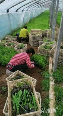 高度10厘米黄菖蒲