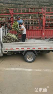 高度25厘米金森女贞小苗