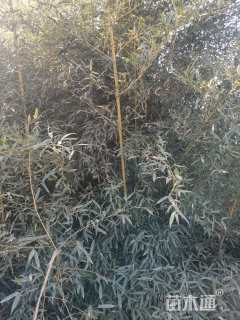 地栽苗金镶玉竹