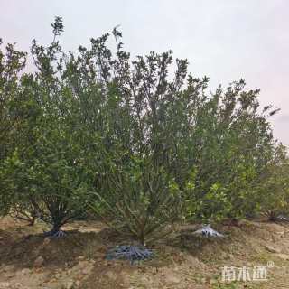 冠幅180厘米金森女贞球