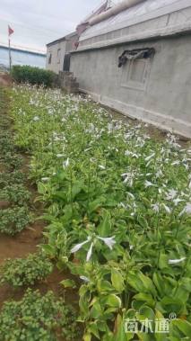 高度20厘米金边玉簪