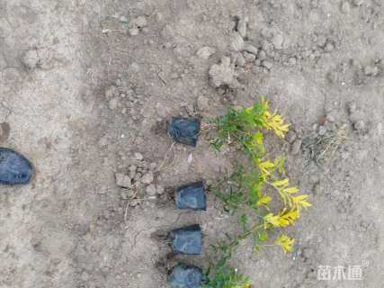 高度30厘米黄金枸骨