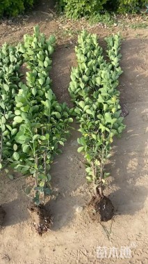 高度180厘米北海道黄杨