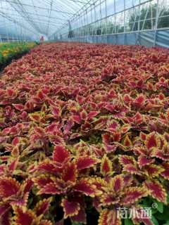 高度25厘米彩叶草