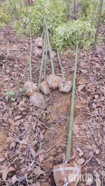 高度300厘米香樟小苗