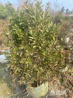 高度120厘米多花红千层