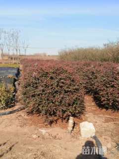 冠幅140厘米火棘球