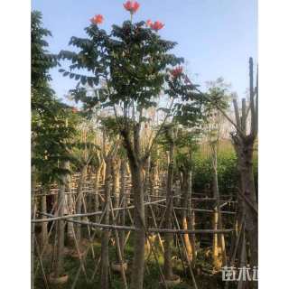 10公分鸡冠刺桐