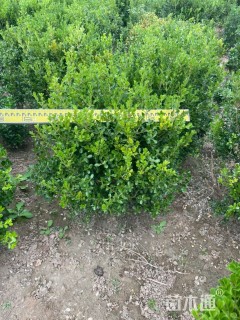 冠幅60厘米小叶黄杨球