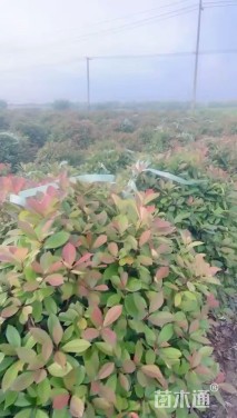 冠幅60厘米红叶石楠球