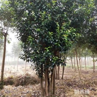 高度500厘米丛生大叶女贞