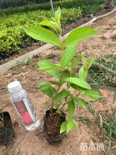 高度40厘米红王子锦带