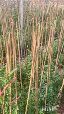 高度50厘米薜荔