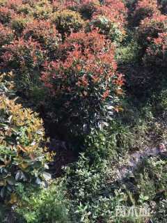 冠幅80厘米红叶石楠球