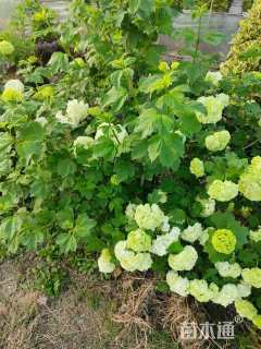 高度60厘米木绣球