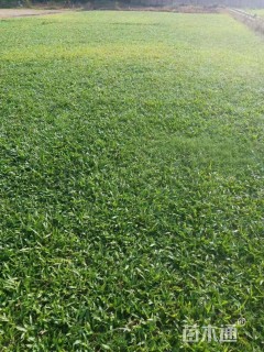 A-精品大叶油草