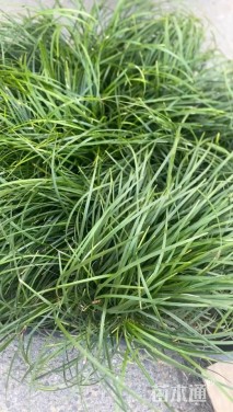 高度25厘米麦冬