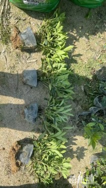 高度30厘米毛鹃