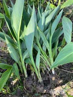 高度40厘米美人蕉