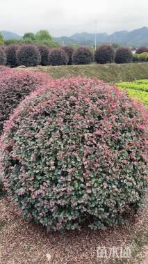 冠幅180厘米红花继木球