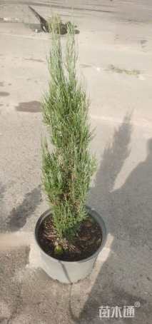 高度40厘米落基山圆柏