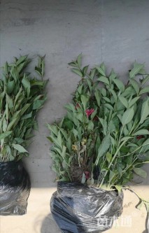 高度40厘米红王子锦带