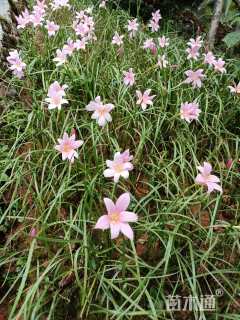 高度20厘米韭兰