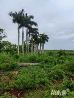 裸干高700厘米大王椰子