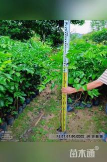 高度100厘米黄皮