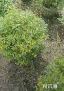 冠幅50厘米金禾女贞球