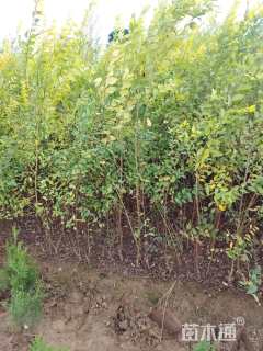 高度100厘米金叶榆小苗