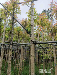 10公分金丝楠木