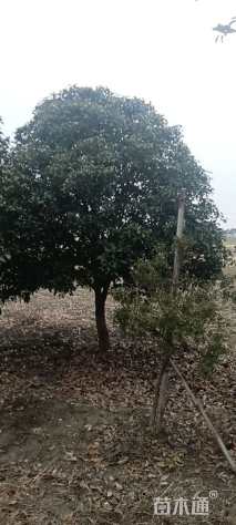 15公分桂花