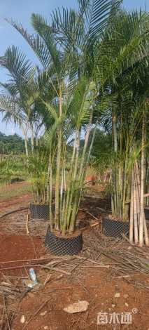 裸干高50厘米散尾葵