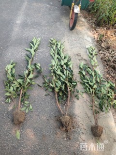 高度150厘米青珊瑚