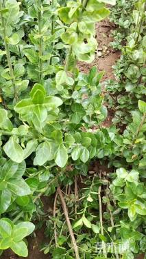 高度50厘米北海道黄杨