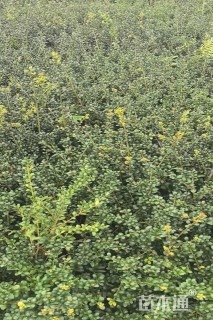 高度30厘米龟甲冬青