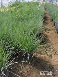 高度25厘米坡地毛冠草