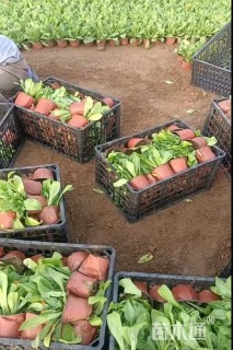 高度20厘米金盏菊