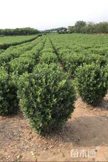 冠幅100厘米冬青球