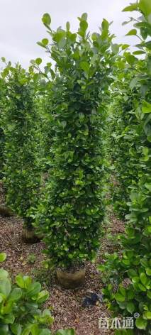 高度180厘米火山榕